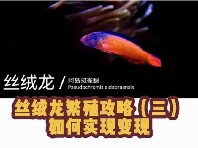 龍魚苗一個月能長多大圖片 龍魚苗一個月能長多大圖片 龍魚百科 第23張