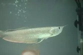 巴卡雷龍魚繁殖后水質(zhì)管理：巴卡雷龍魚的繁殖后水質(zhì)管理