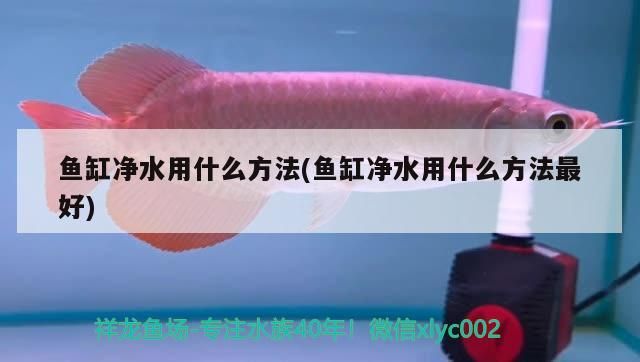 金龍魚怎么混養：金龍魚最佳混養魚視頻
