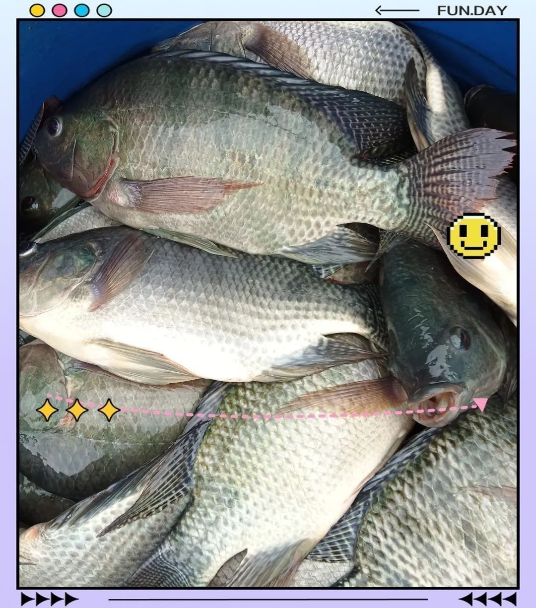 羅非魚為什么叫福壽魚