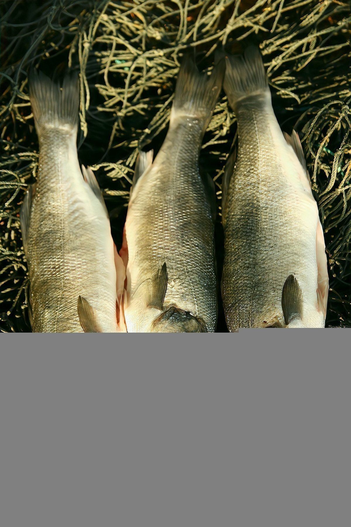 羅非魚為什么叫福壽魚