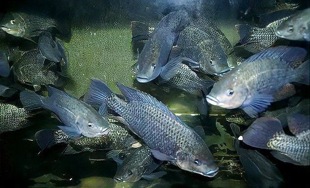羅非魚為什么叫福壽魚