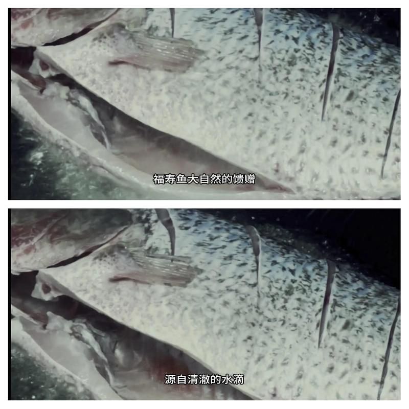 羅非魚為什么叫福壽魚