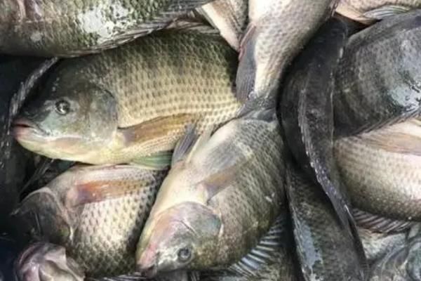 羅非魚為什么叫福壽魚