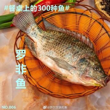 羅非魚為什么叫福壽魚