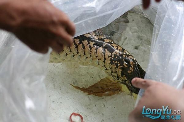紅龍魚立鱗后鱗片發黑怎么回事：紅龍魚立鱗后鱗片發黑影響魚的外觀和健康處理方法