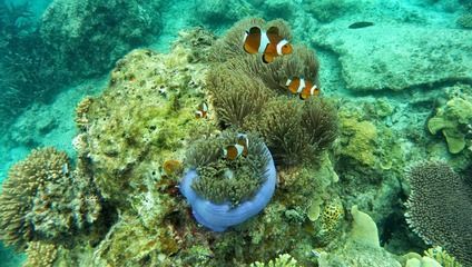 福魟魟魚常見疾病識別指南（福[需手動填充][需手動填充]魚寄生蟲治療藥物選擇） 福魟魟魚常見疾病識別指南（福[需手動填充][需手動填充]魚寄生蟲治療藥物選擇） 龍魚百科 第1張
