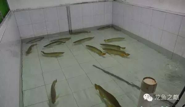 金龍魚出自哪里：金龍魚產地是哪個國家？