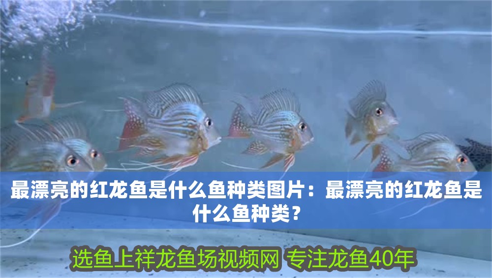 最漂亮的紅龍魚是什么魚種類圖片：最漂亮的紅龍魚是什么魚種類？
