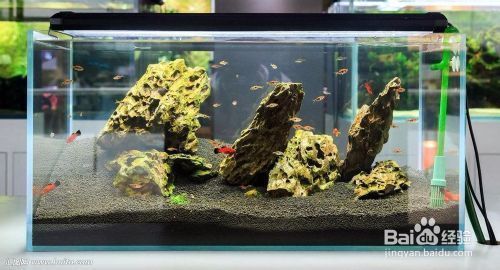 龍魚缸開缸養(yǎng)水最快幾天