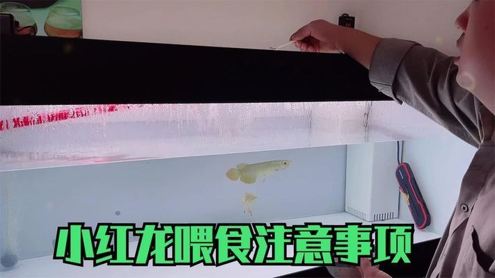 紅龍魚到家?guī)滋煳故常ㄈ绾闻袛嗉t龍魚適應(yīng)新環(huán)境，紅龍魚喂食最佳時間段） 紅龍魚到家?guī)滋煳故常ㄈ绾闻袛嗉t龍魚適應(yīng)新環(huán)境，紅龍魚喂食最佳時間段） 龍魚百科 第2張