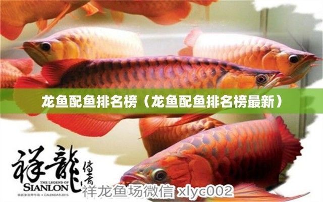龍魚的種類排行，龍魚的主要種類及其大致的受歡迎程度和市場(chǎng)價(jià)格