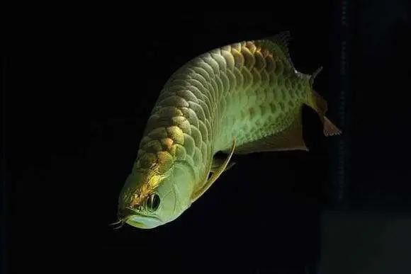 金龍魚專用燈光譜圖