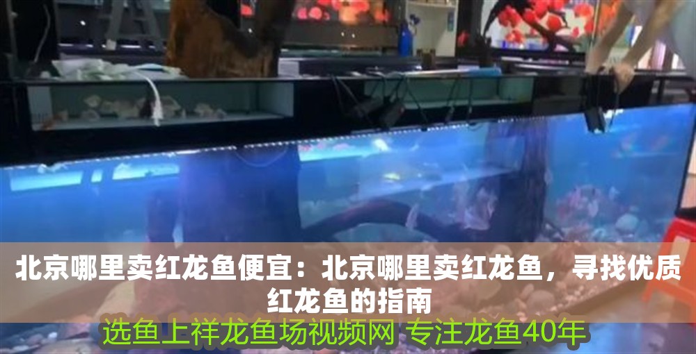 北京哪里賣紅龍魚便宜：北京哪里賣紅龍魚，尋找優(yōu)質(zhì)紅龍魚的指南