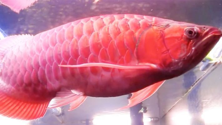 紅龍魚怎么樣背線能直直的：紅龍魚怎么樣背線能直的