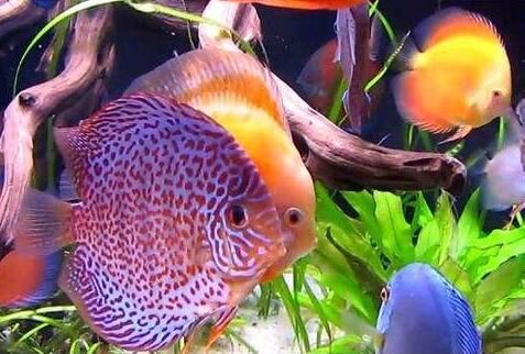 金龍魚和七彩神仙魚能混養嗎：金龍魚和七彩神仙魚能否混養