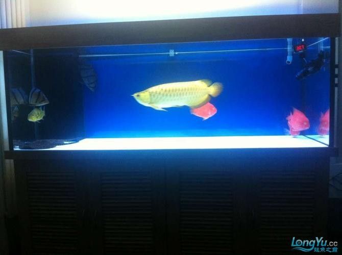 龍魚缸白底黑背效果圖 龍魚缸白底黑背效果圖 龍魚百科 第11張