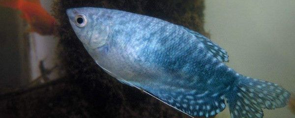 龍魚開燈多久換一次水：龍魚開燈時(shí)間與換水頻率搜索結(jié)果中并未提供直接相關(guān)信息