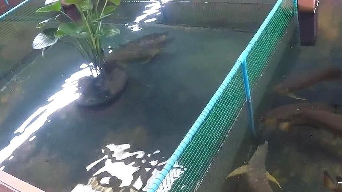 龍魚(yú)產(chǎn)卵視頻大全視頻 龍魚(yú)產(chǎn)卵視頻大全視頻 龍魚(yú)百科