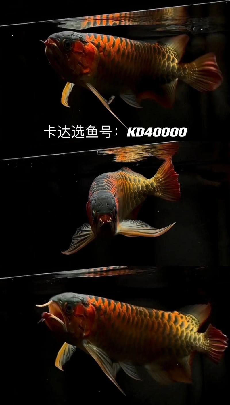十大紅龍魚品牌排行圖片大全集
