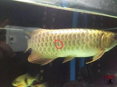 龍魚掉鱗潰爛怎么辦：龍魚掉鱗潰爛是一個常見問題，如何治療龍魚掉鱗潰爛