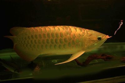 龍魚掉鱗潰爛怎么辦：龍魚掉鱗潰爛是一個常見問題，如何治療龍魚掉鱗潰爛