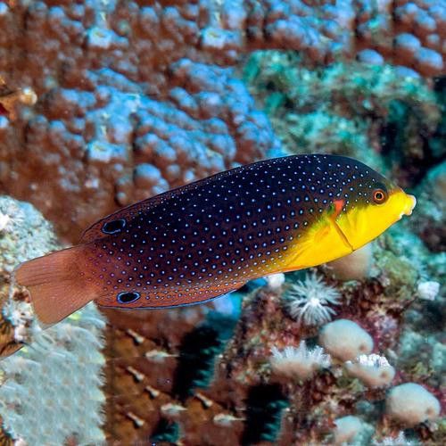 海魚龍魚圖片大全大圖