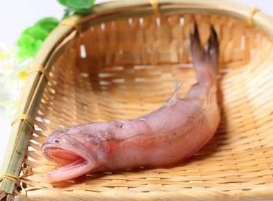 海魚龍魚圖片大全大圖