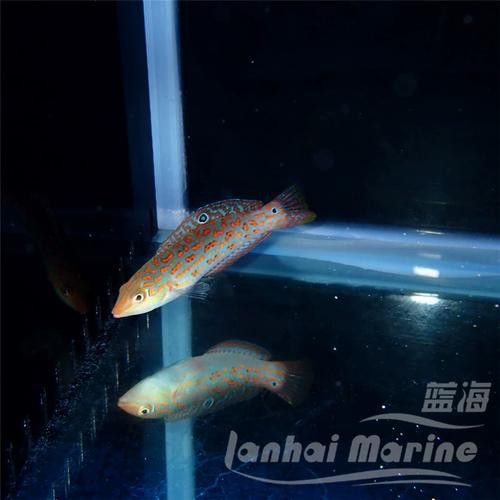 海魚龍魚圖片大全大圖