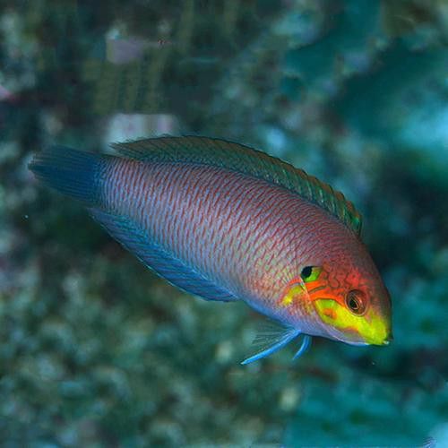 海魚龍魚圖片大全大圖