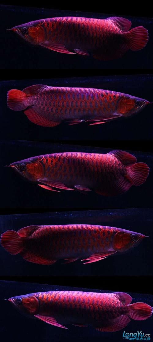 藍(lán)底紅龍魚(yú)苗圖片欣賞