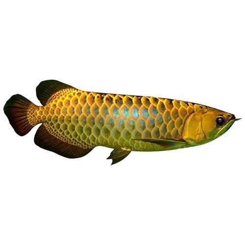 藍(lán)底紅龍魚(yú)苗圖片欣賞
