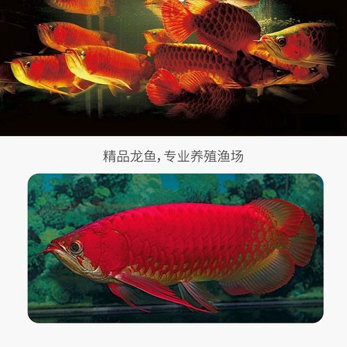 藍(lán)底紅龍魚(yú)苗圖片欣賞