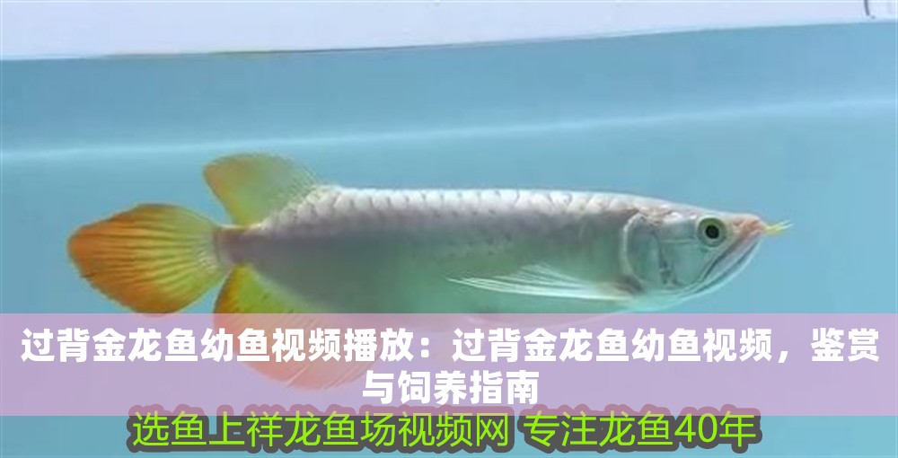 過背金龍魚幼魚視頻播放：過背金龍魚幼魚視頻，鑒賞與飼養(yǎng)指南