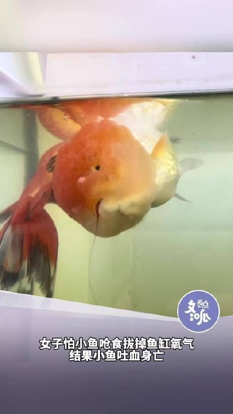 鯉魚被撞了頭吐血視頻