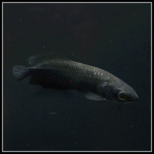 黑帶龍魚成體圖片 黑帶龍魚成體圖片 龍魚百科 第3張