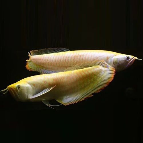 黑帶龍魚成體圖片 黑帶龍魚成體圖片 龍魚百科 第10張