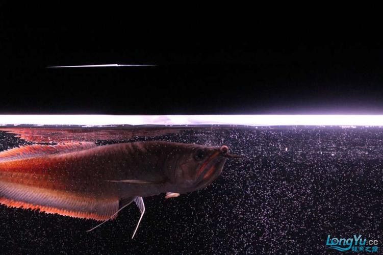 黑帶龍魚成體圖片 黑帶龍魚成體圖片 龍魚百科 第11張