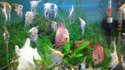 金龍魚什么時(shí)候扦插最好【金龍魚什么時(shí)候扦插】 金龍魚什么時(shí)候扦插最好【金龍魚什么時(shí)候扦插】 龍魚百科 第1張