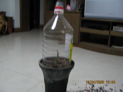金龍魚什么時(shí)候扦插最好【金龍魚什么時(shí)候扦插】 金龍魚什么時(shí)候扦插最好【金龍魚什么時(shí)候扦插】 龍魚百科 第3張