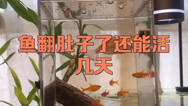 龍魚翻肚后多久會(huì)死亡？