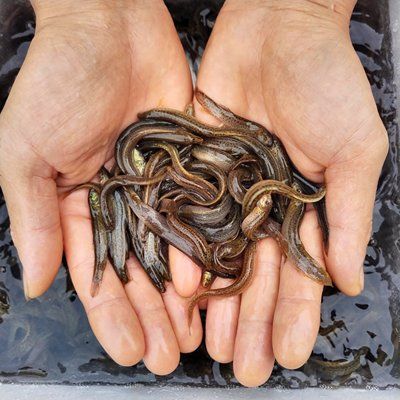 翹嘴龍魚圖片（翹嘴龍魚圖片欣賞） 翹嘴龍魚圖片（翹嘴龍魚圖片欣賞） 龍魚百科 第3張