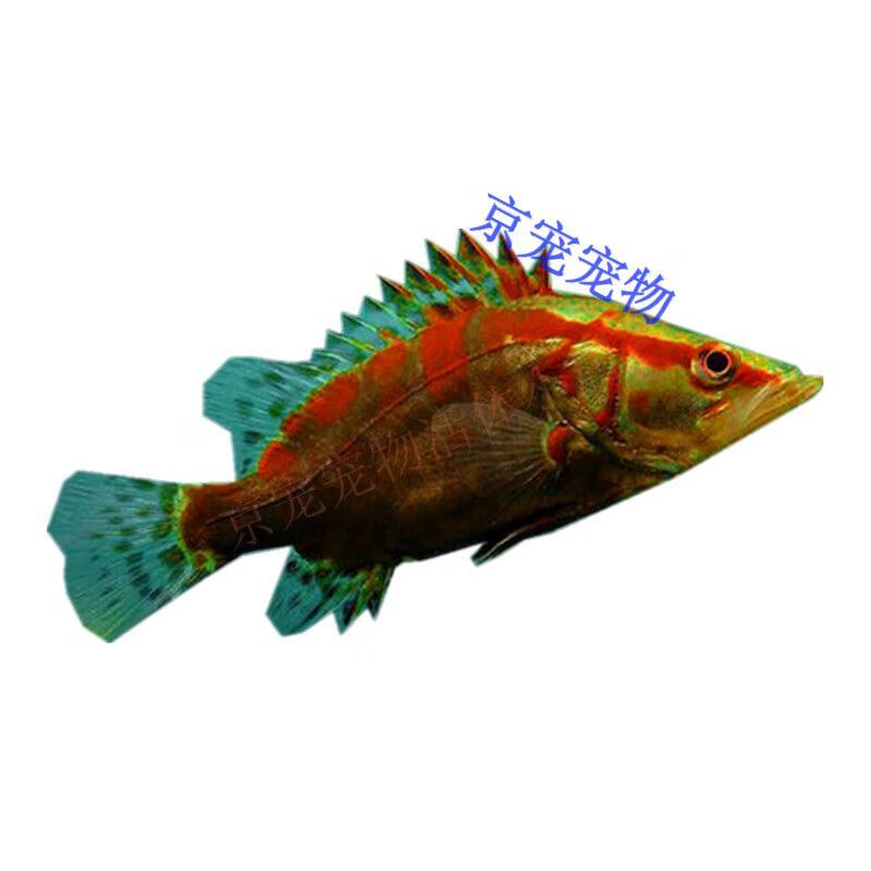 翹嘴龍魚圖片（翹嘴龍魚圖片欣賞） 翹嘴龍魚圖片（翹嘴龍魚圖片欣賞） 龍魚百科 第5張