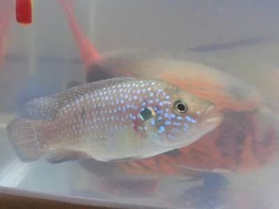 龍魚多久喂一次活食比較好：對于龍魚多久喂一次活食，龍魚多久喂一次活食比較好