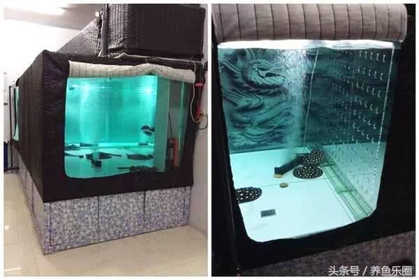 龍魚2米缸放幾條燈管好【2米的龍魚缸放幾條燈管好】 龍魚2米缸放幾條燈管好【2米的龍魚缸放幾條燈管好】 龍魚百科 第1張