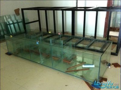 龍魚2米缸放幾條燈管好【2米的龍魚缸放幾條燈管好】 龍魚2米缸放幾條燈管好【2米的龍魚缸放幾條燈管好】 龍魚百科 第2張