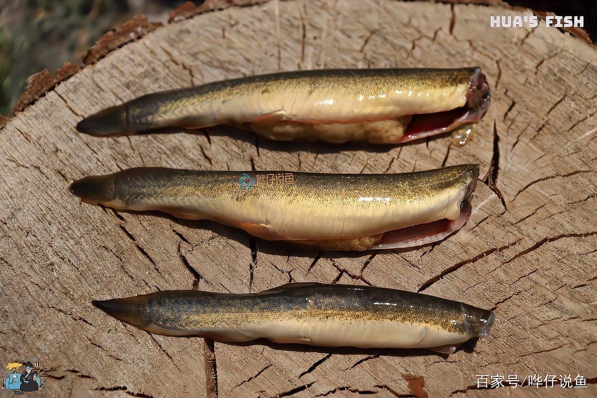哪些食物有助于龍魚消化？