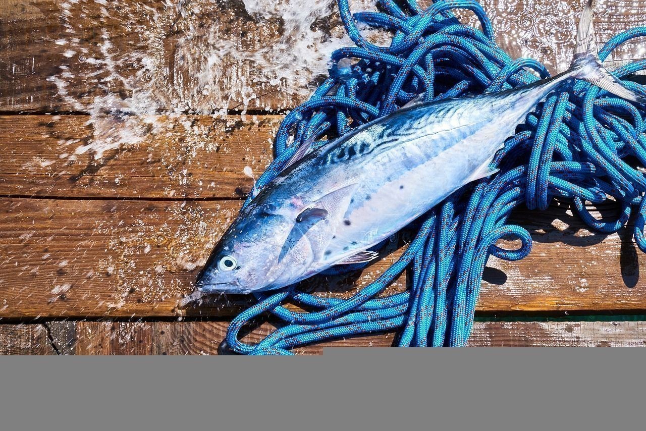 金龍魚混養魚能吃嗎有毒嗎：金龍魚混養好還是單養好