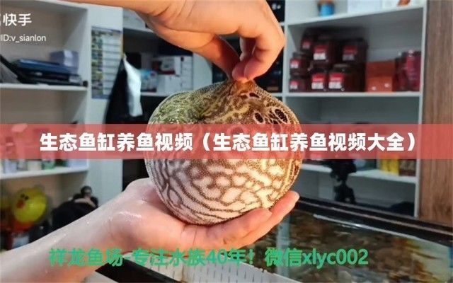 魚缸圖片視頻（魚缸造景diy教程室內(nèi)魚缸維護技巧水草造景搭配指南）