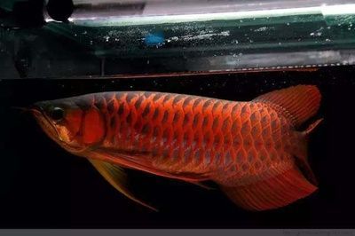 古典龍魚養大后是不是全金色（古典龍魚養大后不是全金色） 古典龍魚養大后是不是全金色（古典龍魚養大后不是全金色） 龍魚百科 第1張